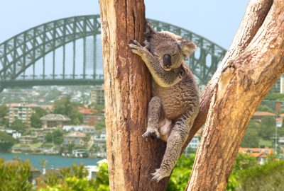 Sydney city guide.koala.02 Koala sleeping in the tree with at the backdrop Sydney`s bridge