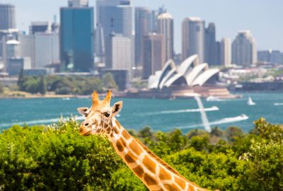 Sydney city guide.Sydney Opera House.01 Giraffe in Tarango Zoo with at the backdrop Sydney`s skyscrapers and Opera House