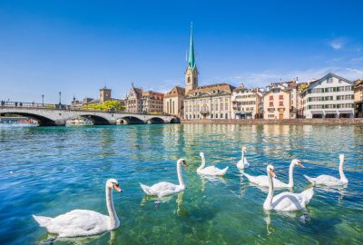 Zurich city guide.Limat river.01 Swans at the Limat River in the historical centre of Zurich