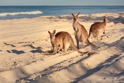 Brisbane city guide.Kangaroos on beach Bribie Island.02 Kangaroos on the beach of Bribie Island near Brisbane