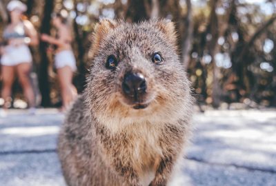 Perth city guide.Quokka Rottnest Island.02 Quokka on Rottnest Island near Perth