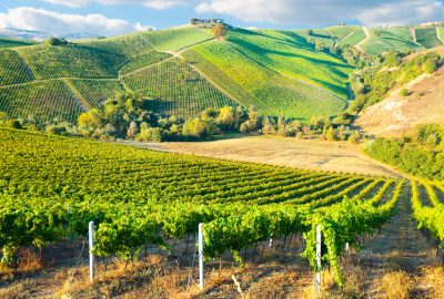 Bordeaux city guide.Bordeaux vineyard.02 Lush green vineyards in the hills near Bordeaux